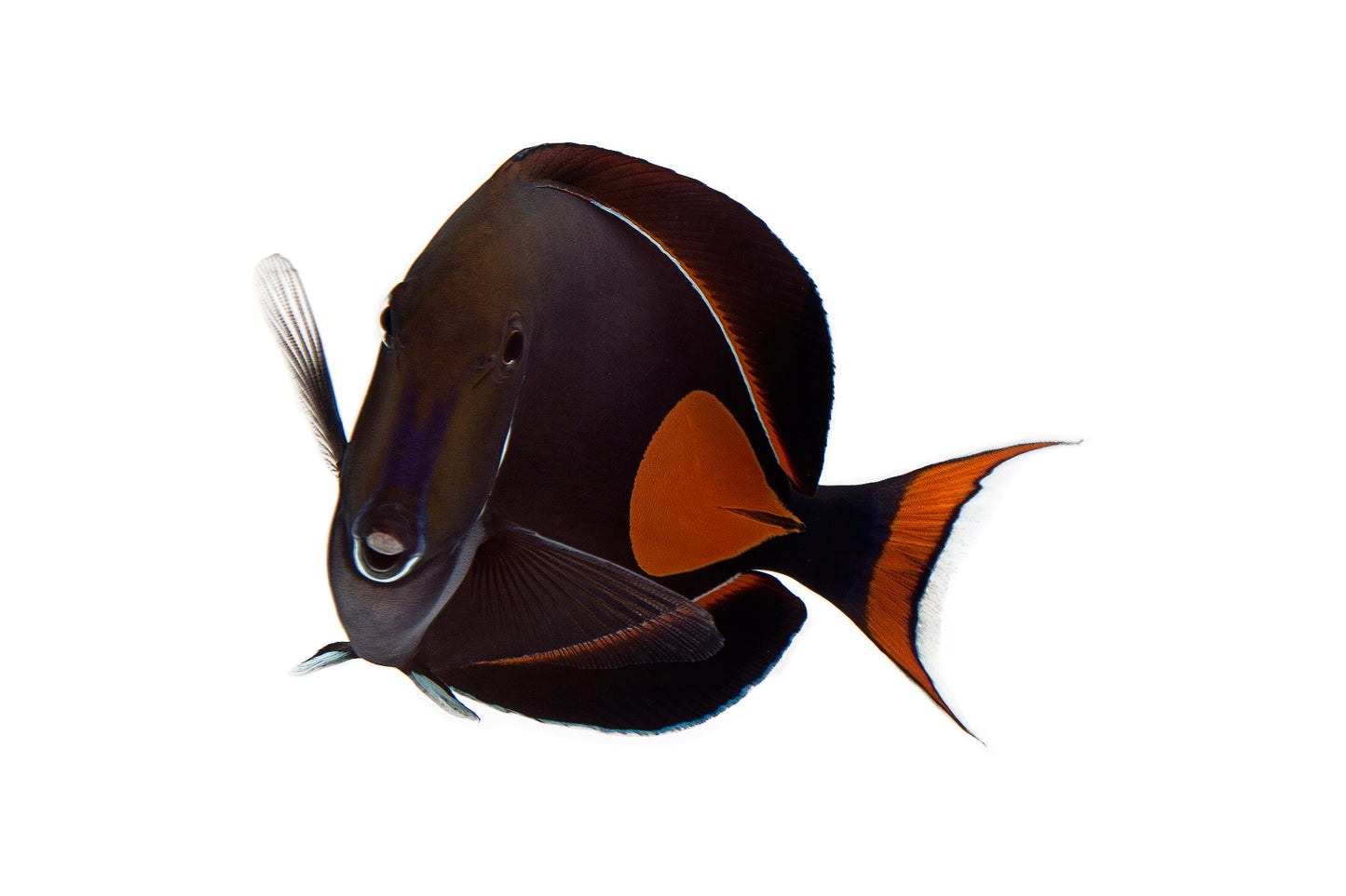 Achilles Tang large size