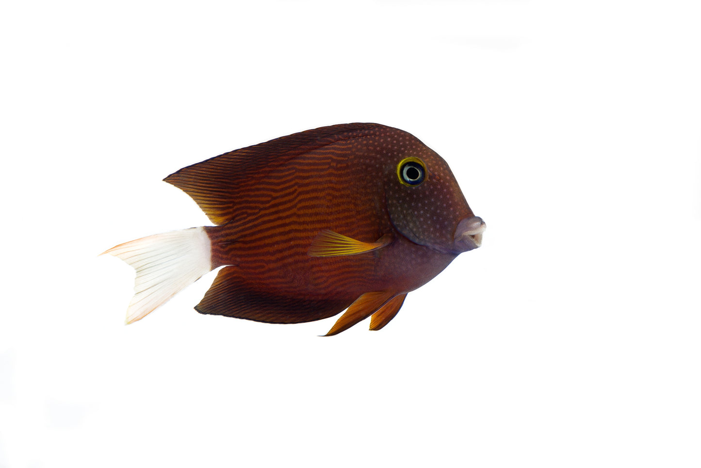 White Tail Bristletooth Tang 5”-6”