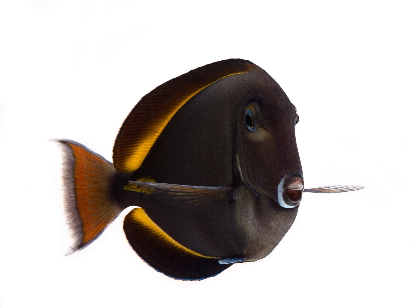 Hybrid Achilles Tang