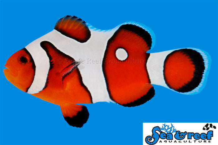 DaVinci Clownfish Grade A