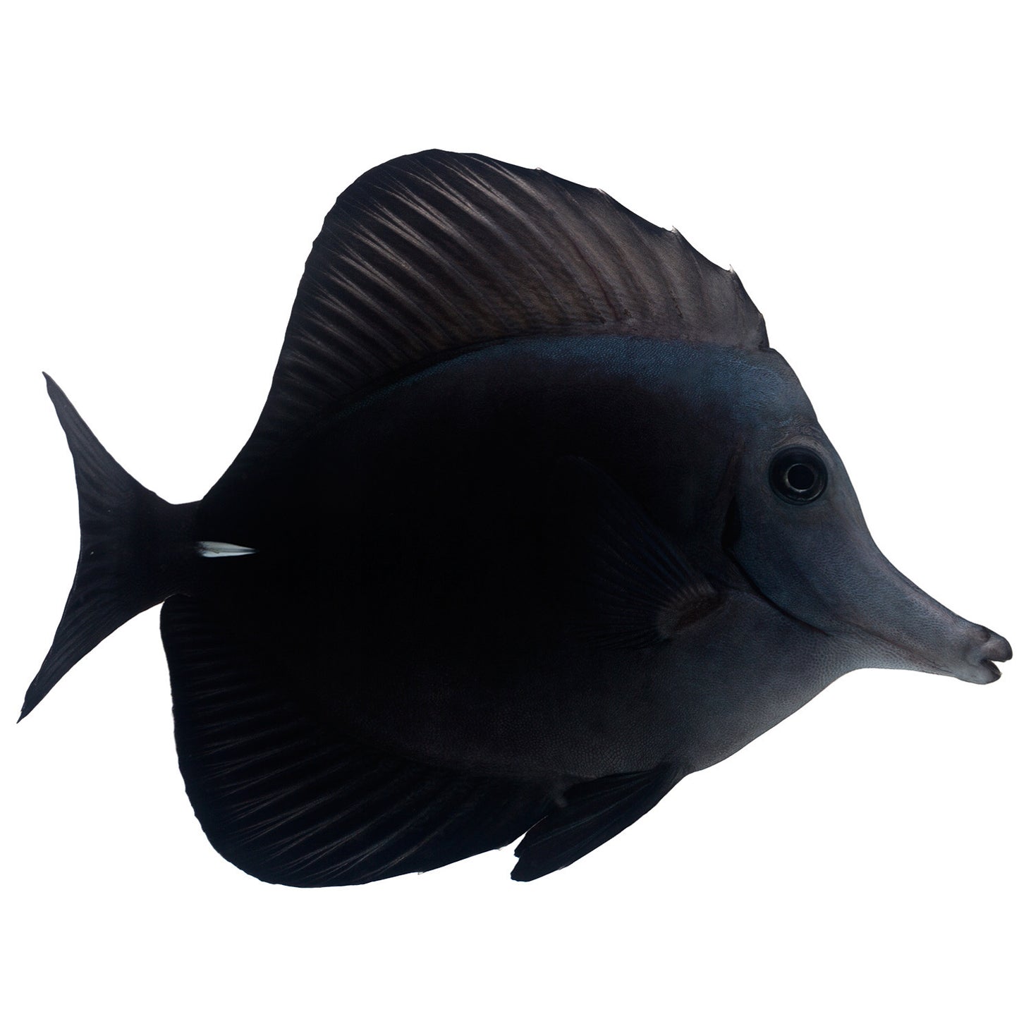 Black Tang