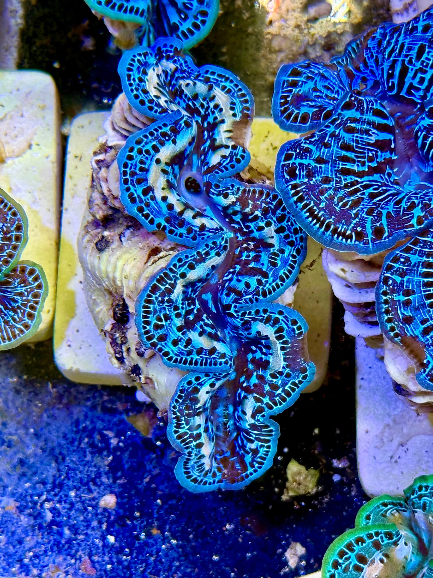 Cultured Maxima Clam 2.5” to 3.5” I see blue and white Clam
