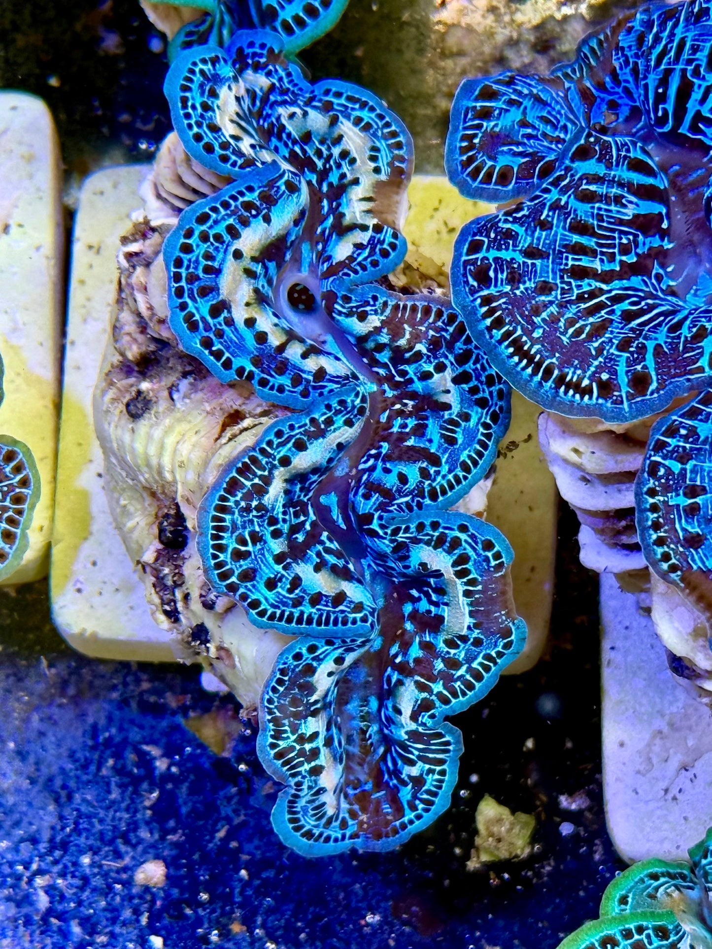 Cultured Maxima Clam 2.5” to 3.5” I see blue and white Clam