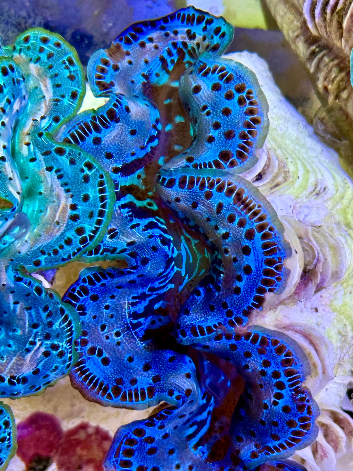 Cultured Maxima Clam 2.5” to 3.5” I am blue clam