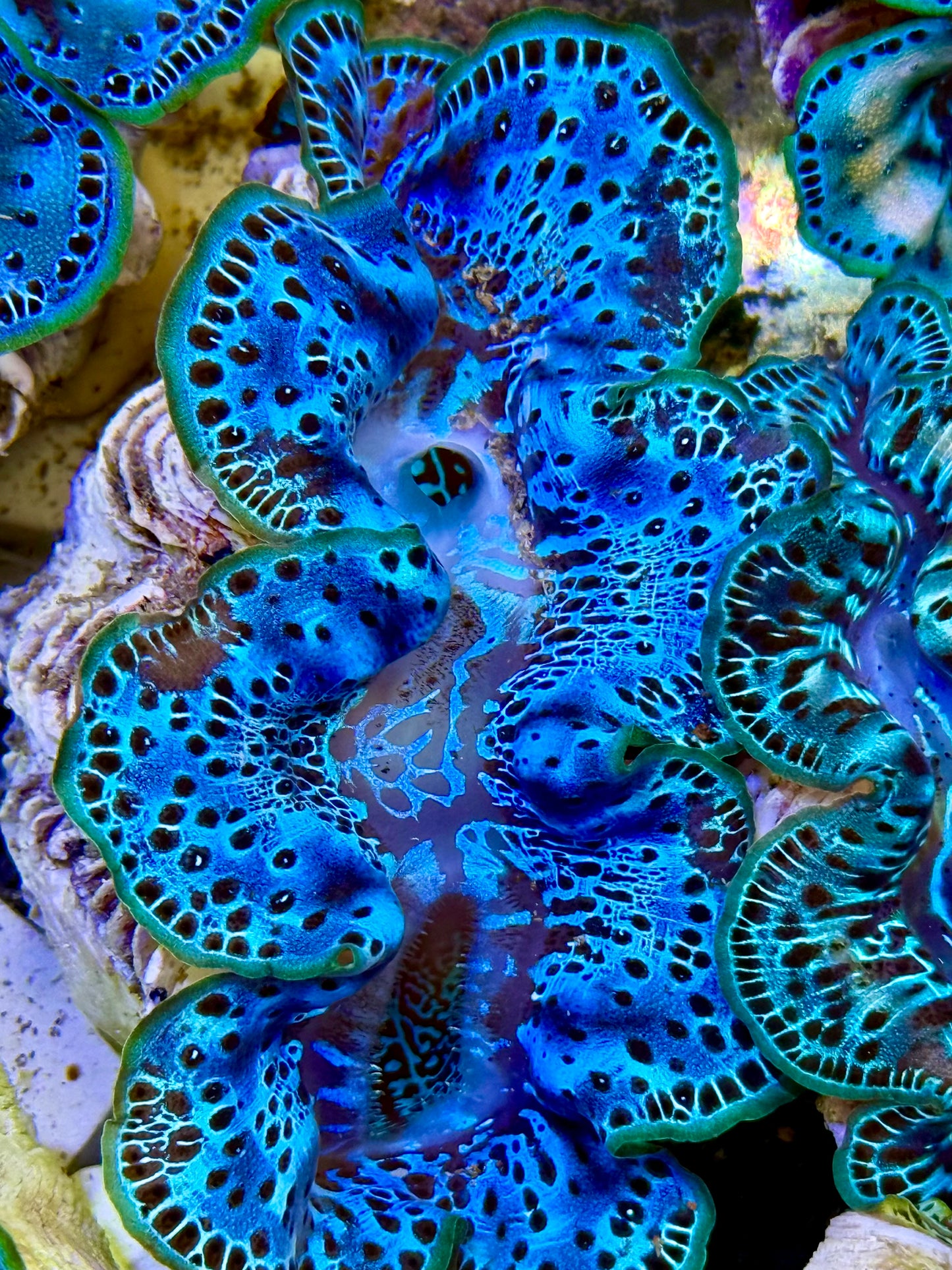 Cultured Maxima Clam 2.5” to 3.5” the Pacific Ocean clam