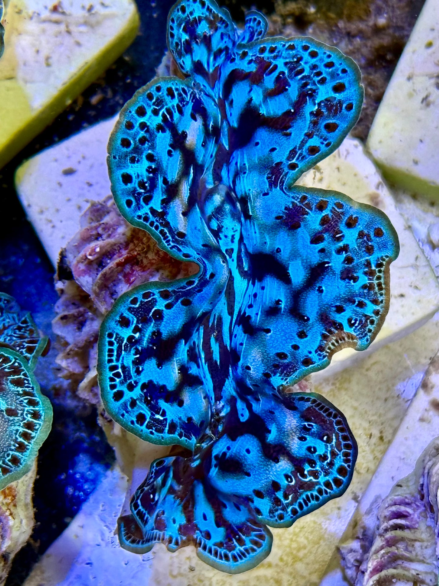 Cultured Maxima Clam 2.5” to 3.5” what is that Clam!