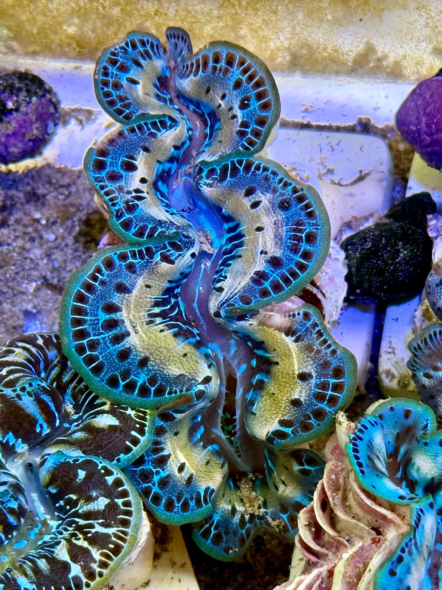 Cultured Maxima Clam 2.5” to 3.5” Home run Clam
