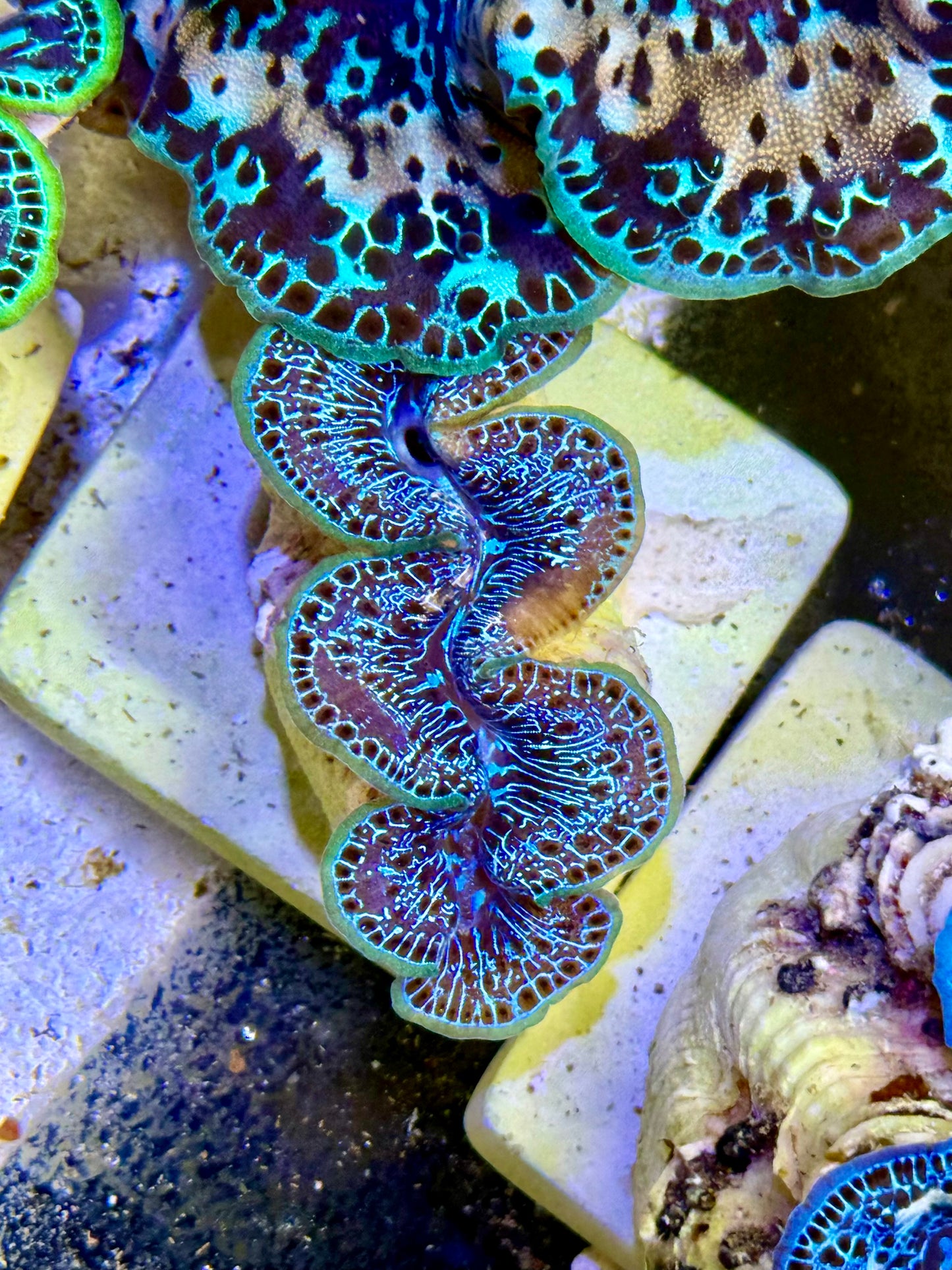 Cultured Maxima Clam 2.5” to 3.5” peekaboo Clam