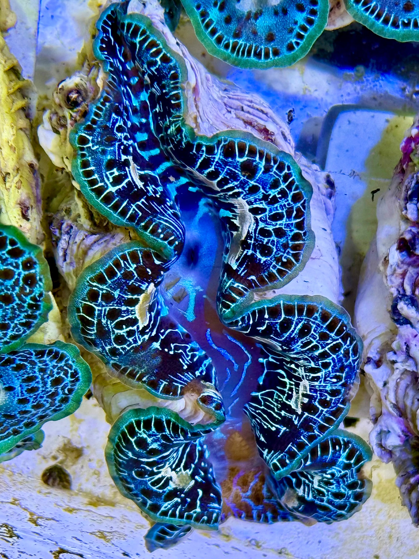 Cultured Maxima Clam 2.5” to 3.5” I see you love fashion Clam