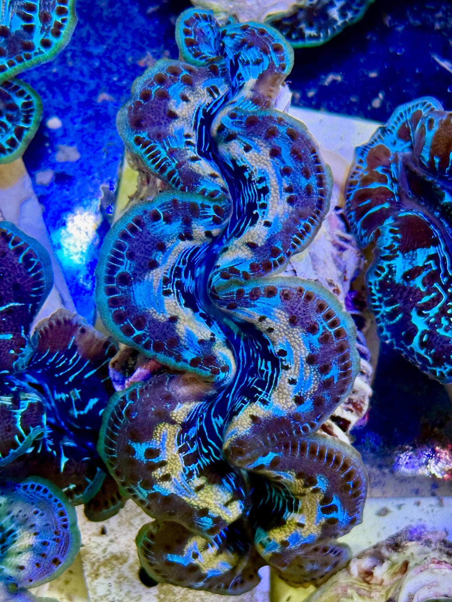 Cultured Maxima Clam 2.5” to 3.5” look into my eyes, Clam