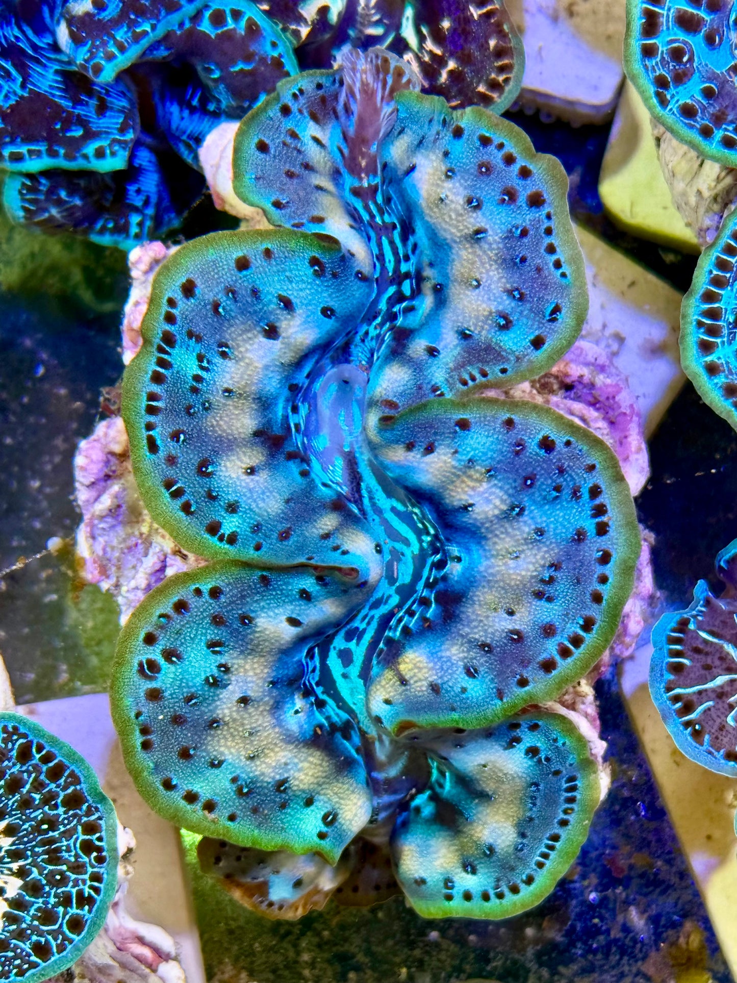 Cultured Maxima Clam 2.5” to 3.5” that moment of perfection Clam