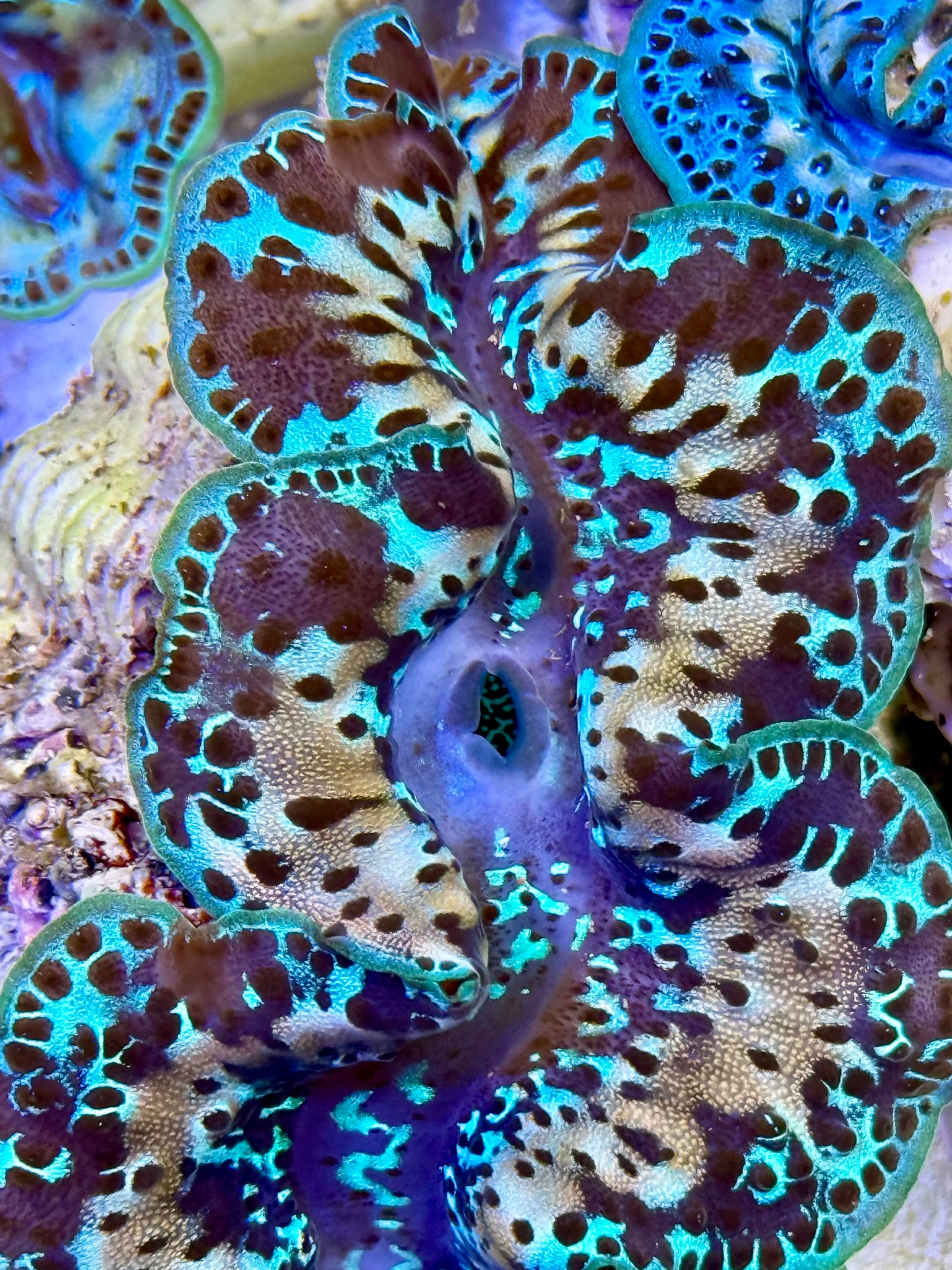 Cultured Maxima Clam 2.5” to 3.5” she is being perfect and gorgeous clam