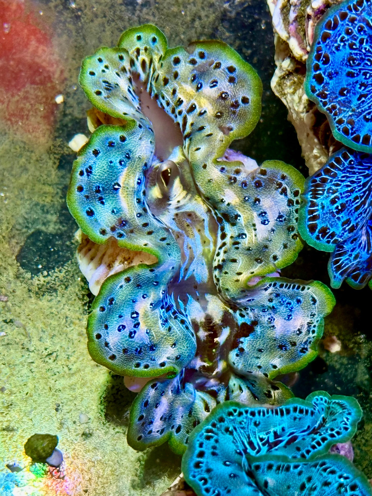 Cultured Maxima Clam 2.5” to 3.5” once in a lifetime Clam