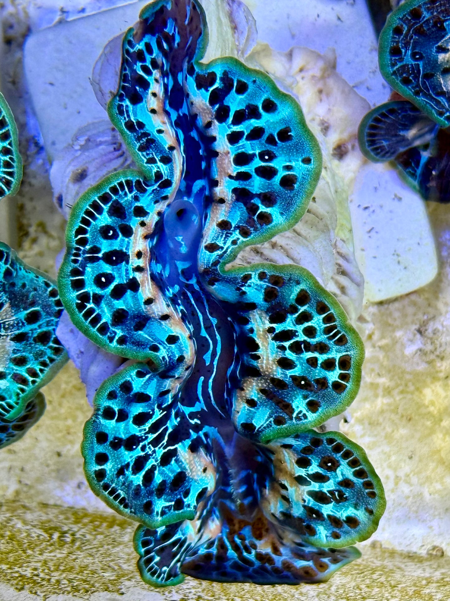 Cultured Maxima Clam 2.5” to 3.5” I see you in my dreams Clam