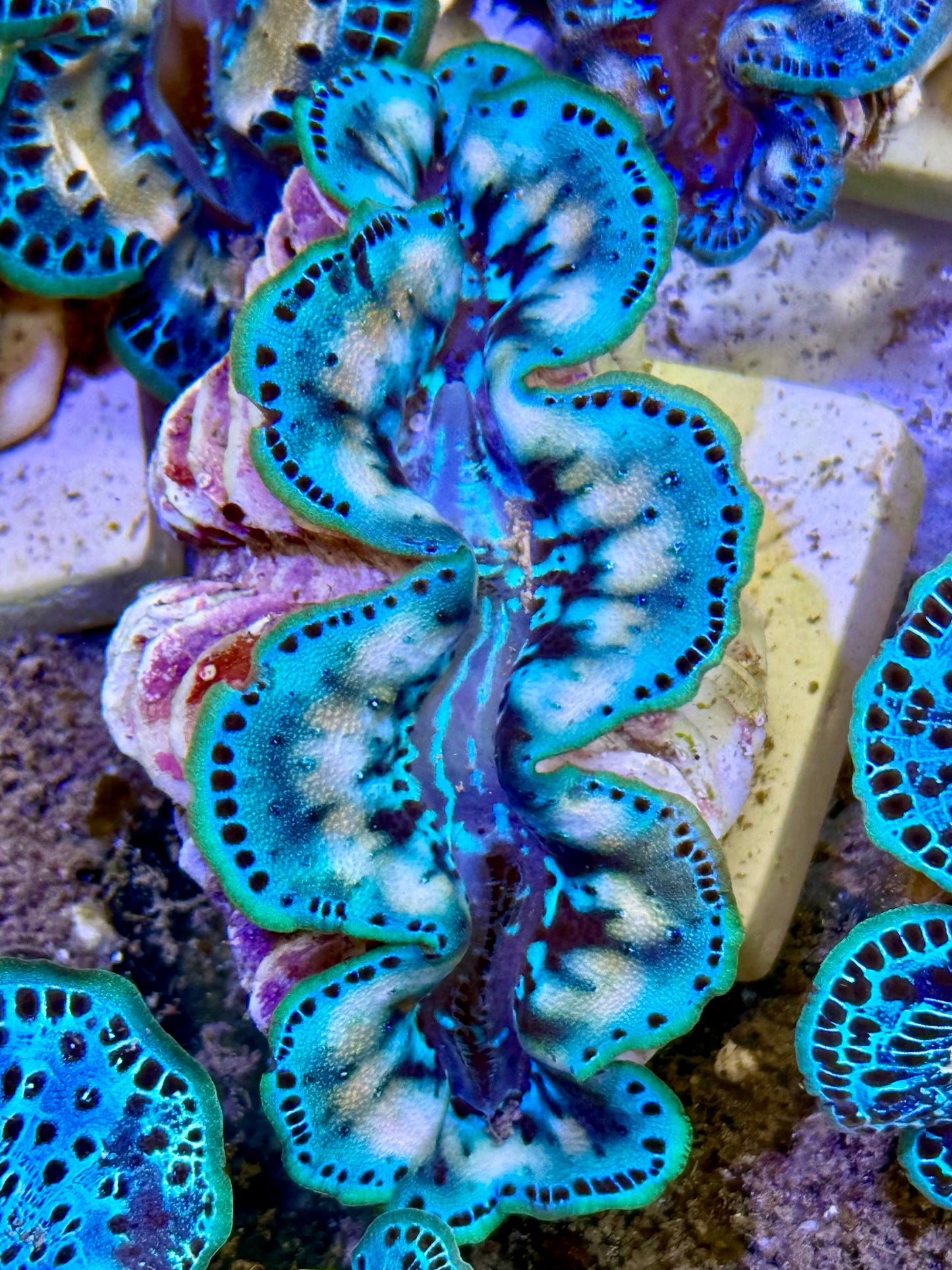 Cultured Maxima Clam 2.5” to 3.5” it must be Christmas because I want my Clam now clam