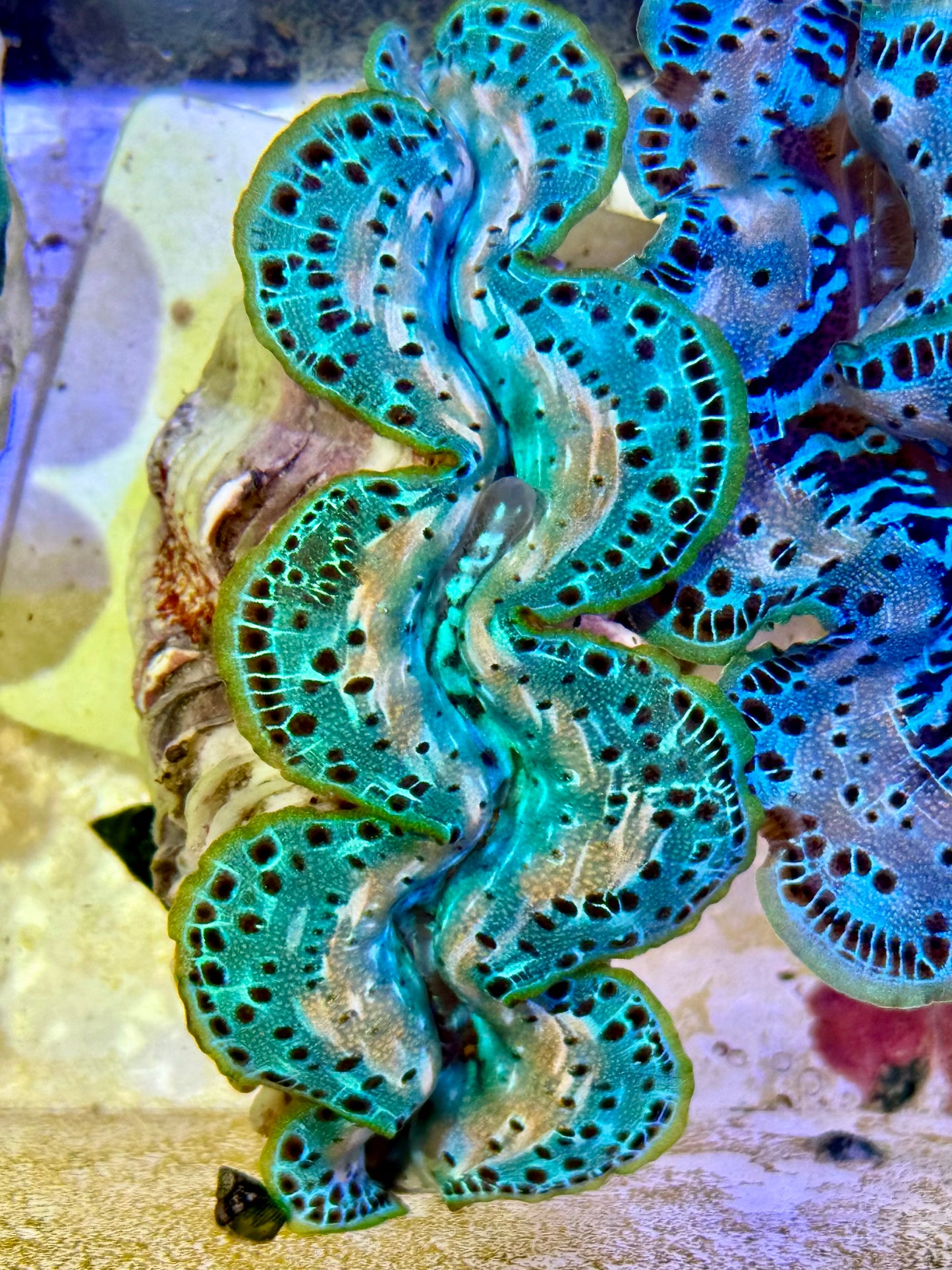 Cultured Maxima Clam 2.5” to 3.5” Cristina says this is the very amazing Clam!
