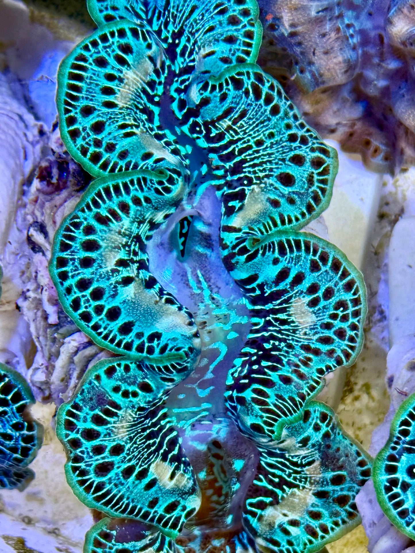 Cultured Maxima Clam 2.5” to 3.5” OK let's talk Clam