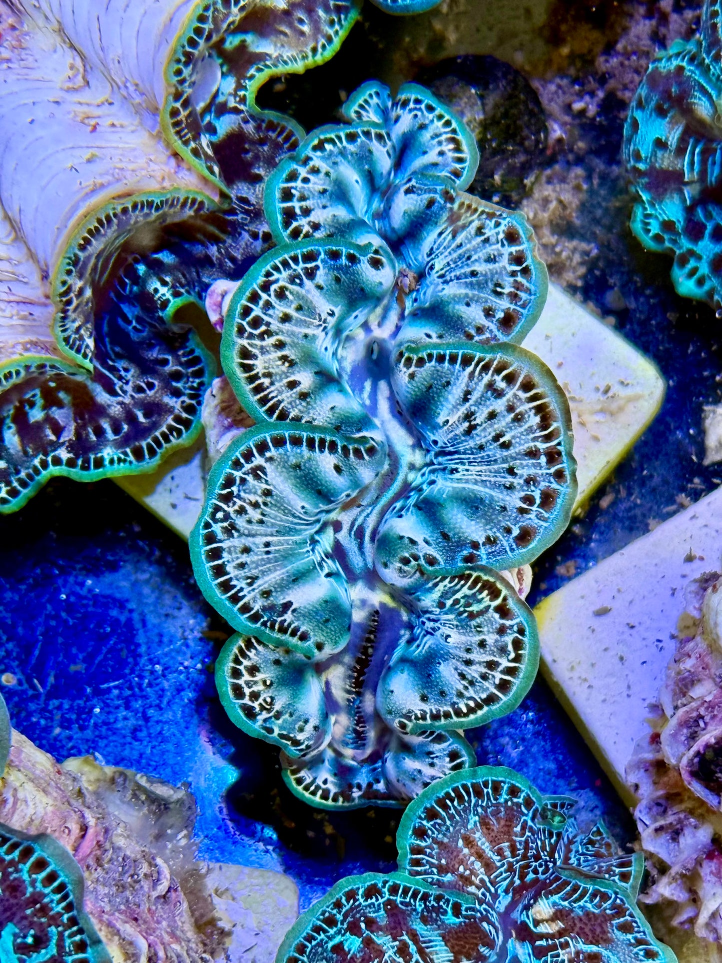 Cultured Maxima Clam 2.5” to 3.5” Will you be mine Clam?
