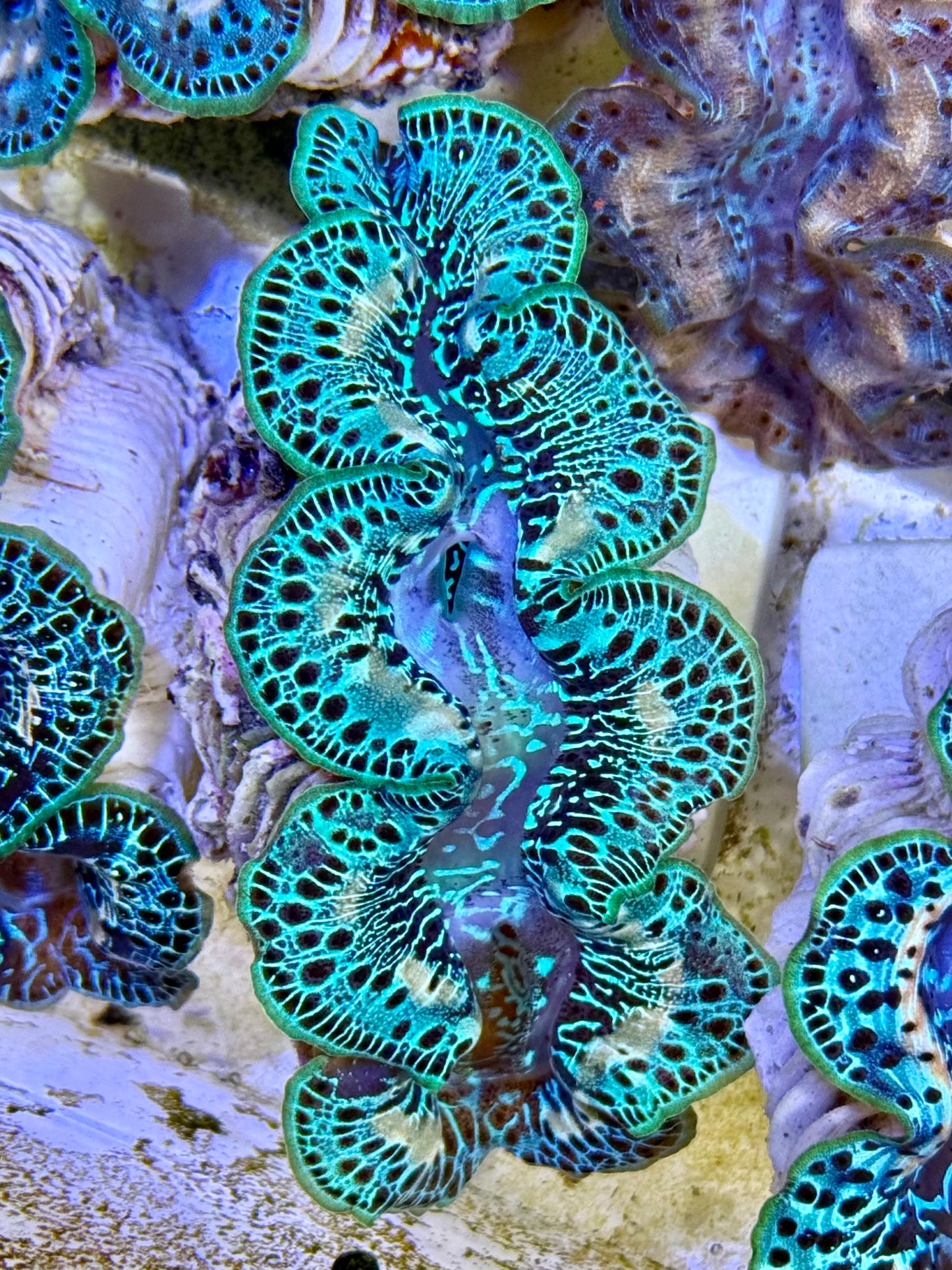 Cultured Maxima Clam 2.5” to 3.5” OK let's talk Clam