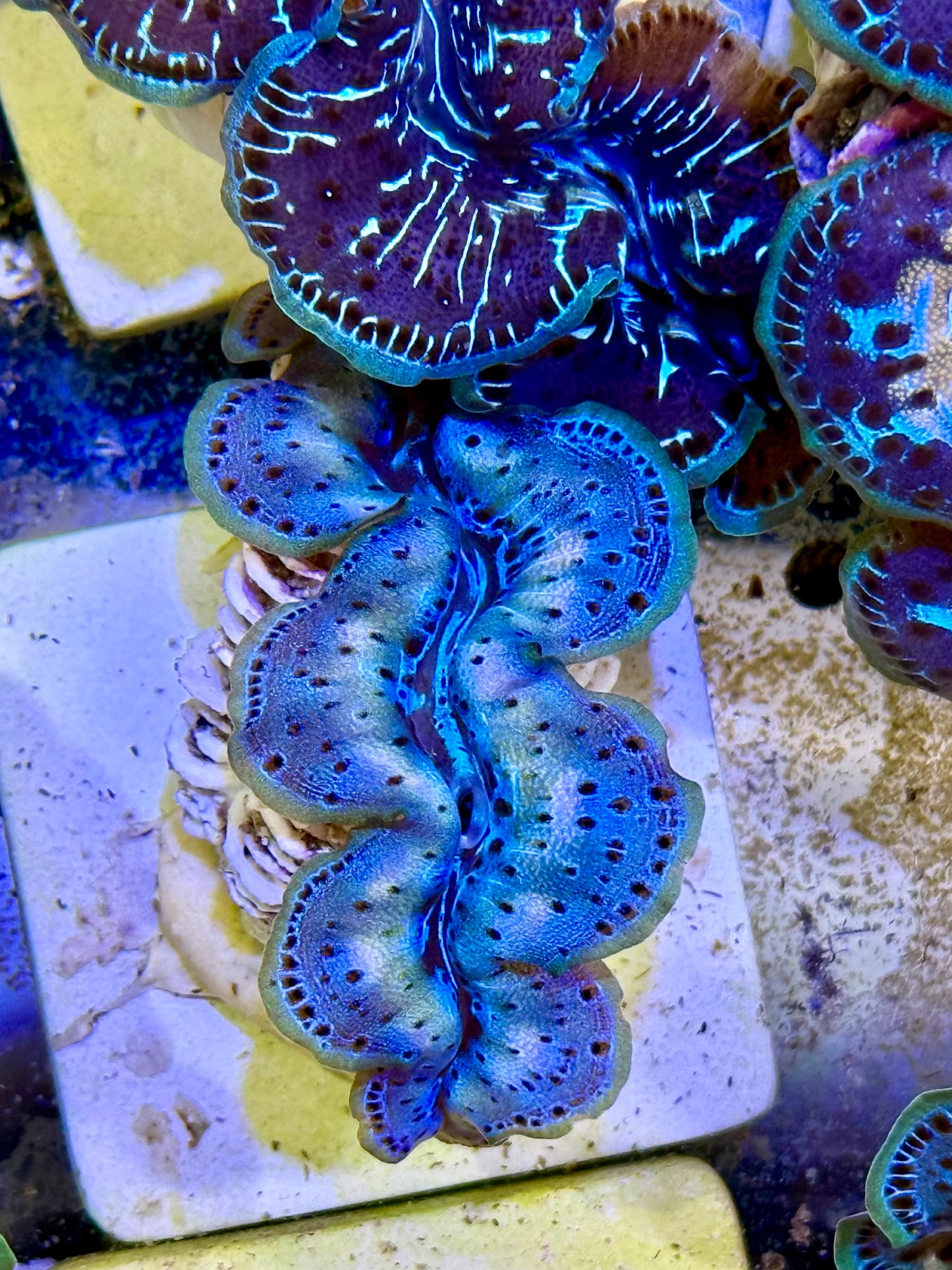 Cultured Maxima Clam 2.5” to 3.5” come home with me, Clam