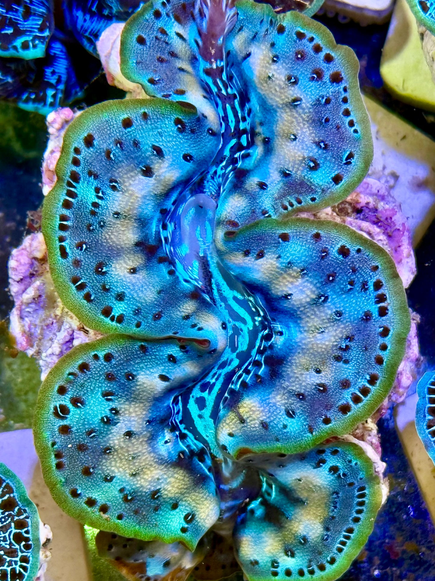 Cultured Maxima Clam 2.5” to 3.5” that moment of perfection Clam