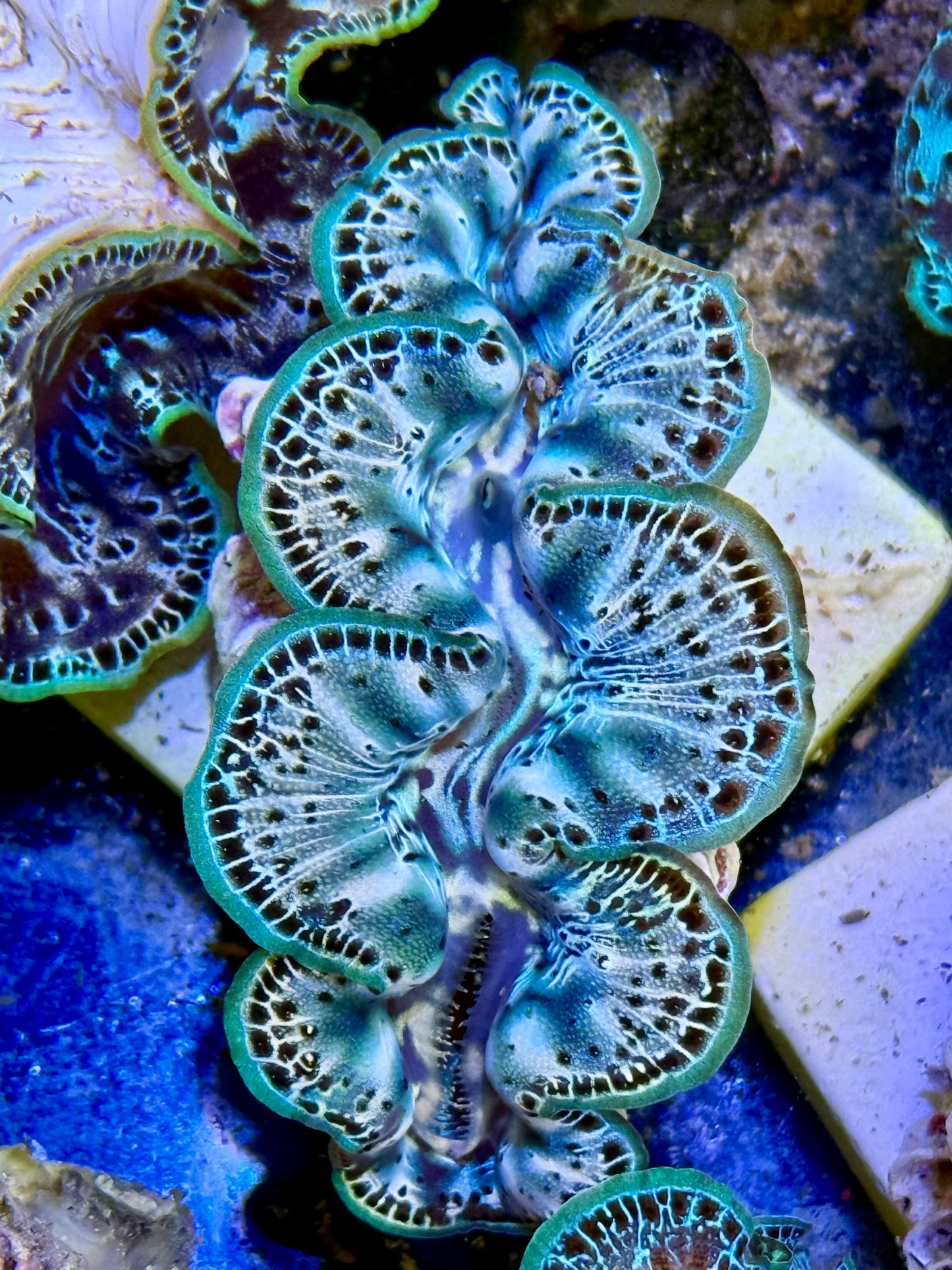 Cultured Maxima Clam 2.5” to 3.5” Will you be mine Clam?
