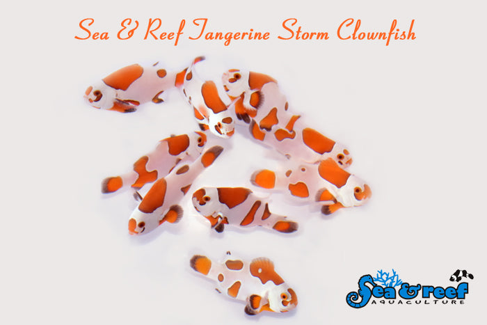 Tangerine Storm Clownfish