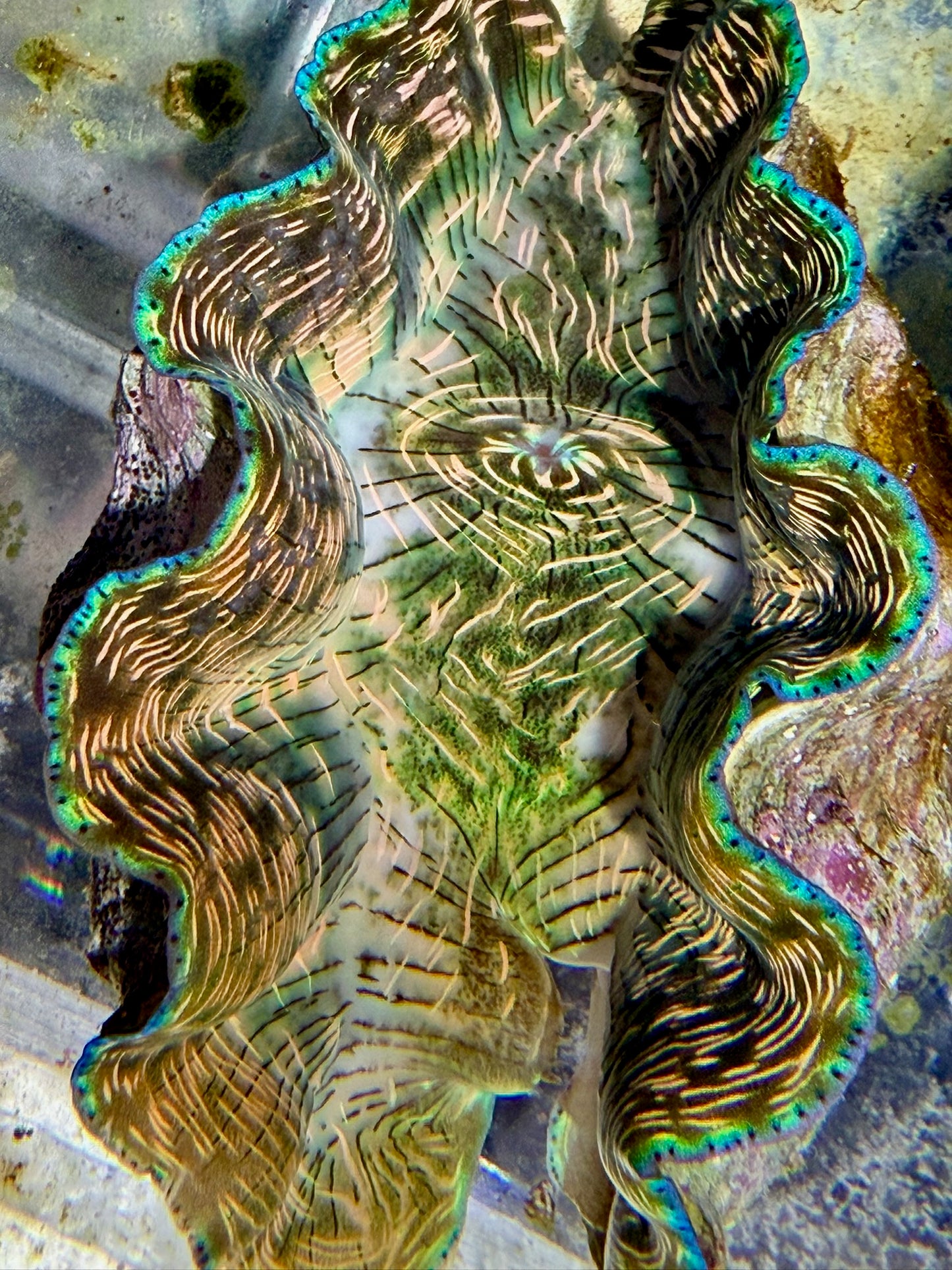 Derasa 5 inches
