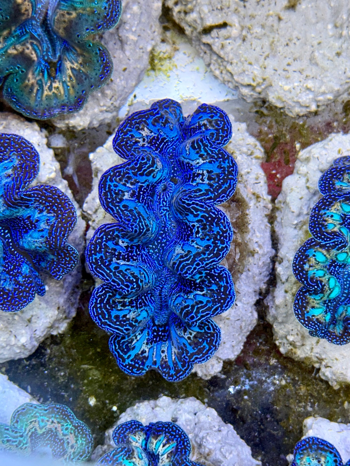 Ultra Rainbow Blue with Blue streaks and Gold Crocea Clam Captive Bred