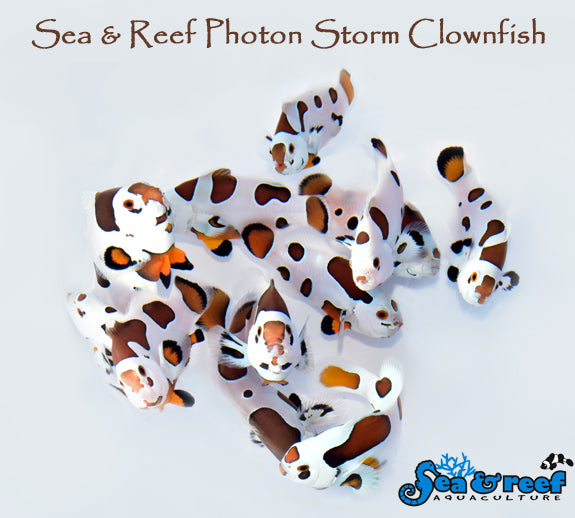 Photon Storm Clownfish