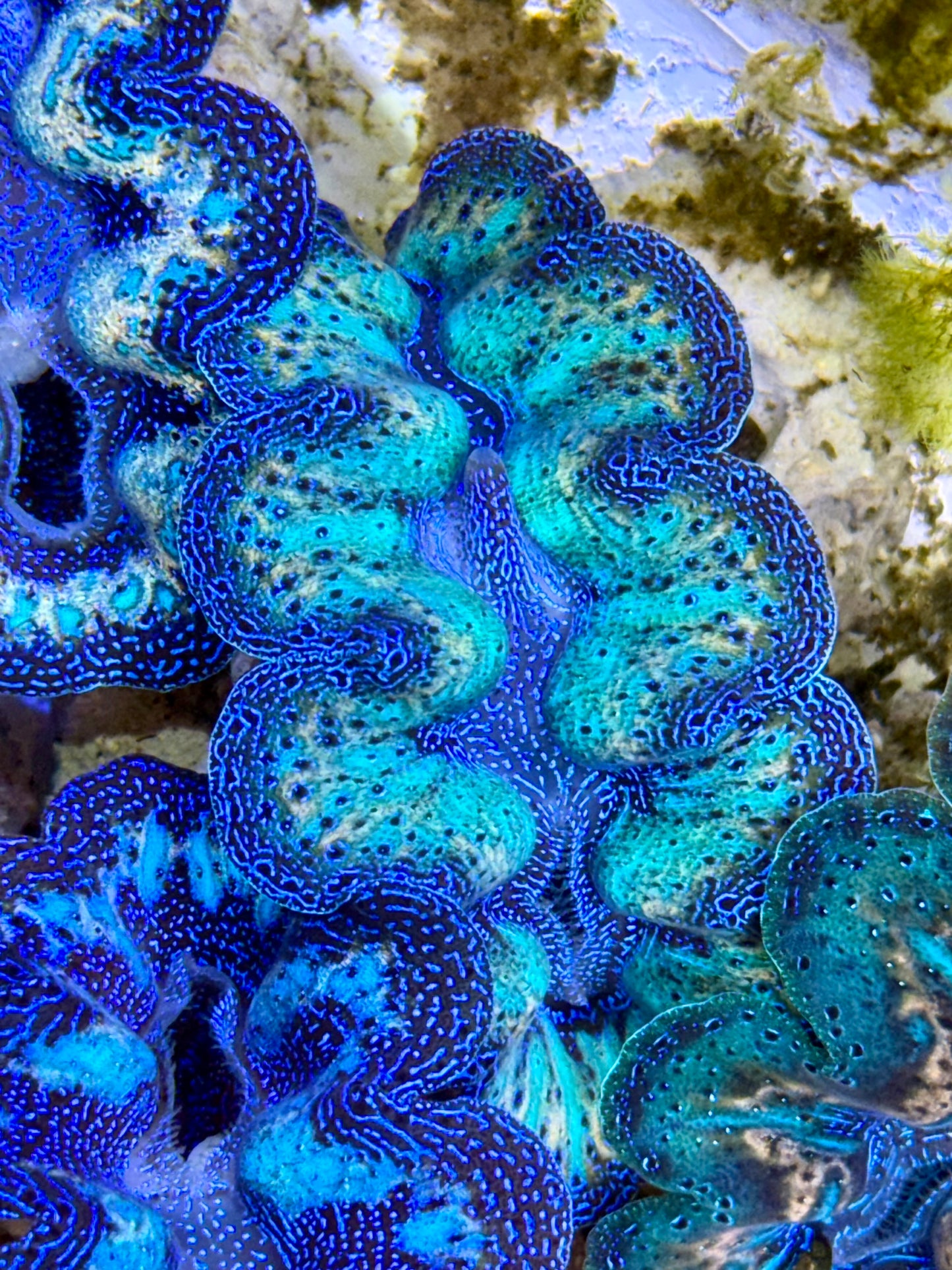 Ultra Rainbow Blue Green with Gold Crocea Clam Captive Bred