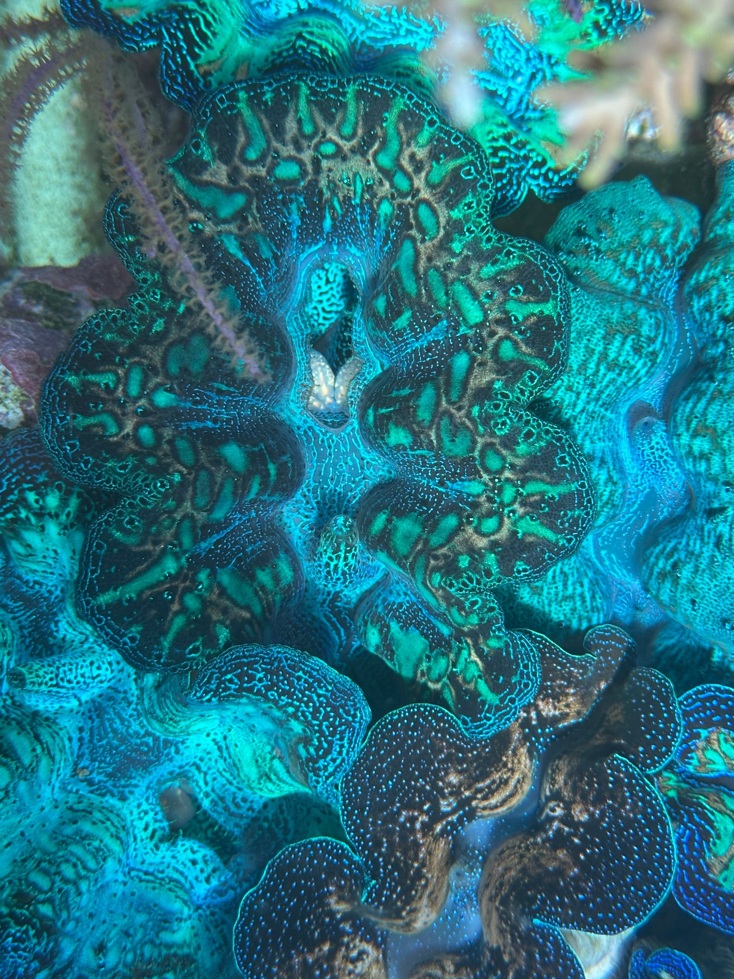 Ultra Neon Crocea Rainbow