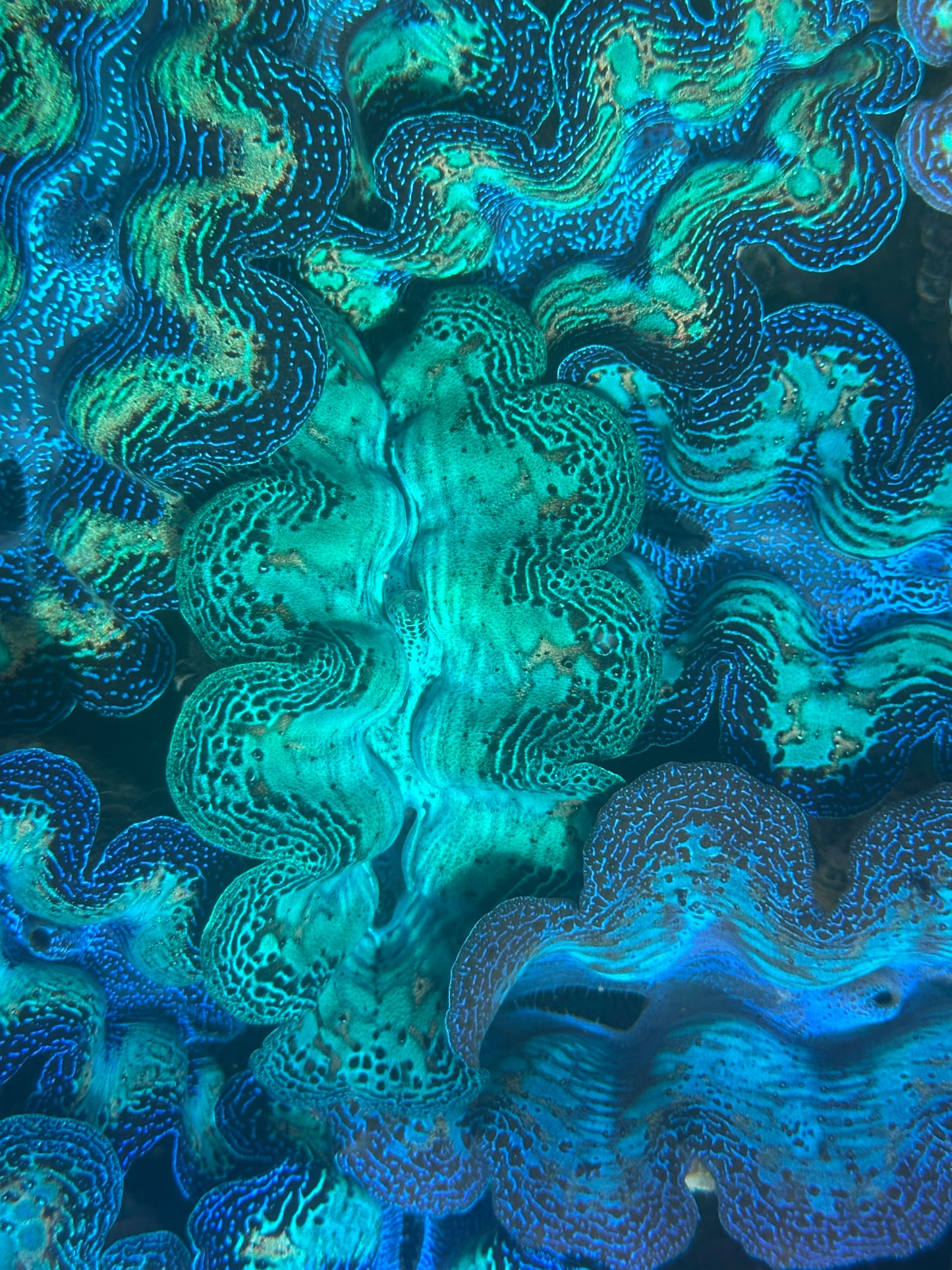 Crocea Rainbow