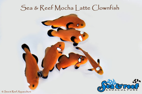 Mocha Latte Clownfish