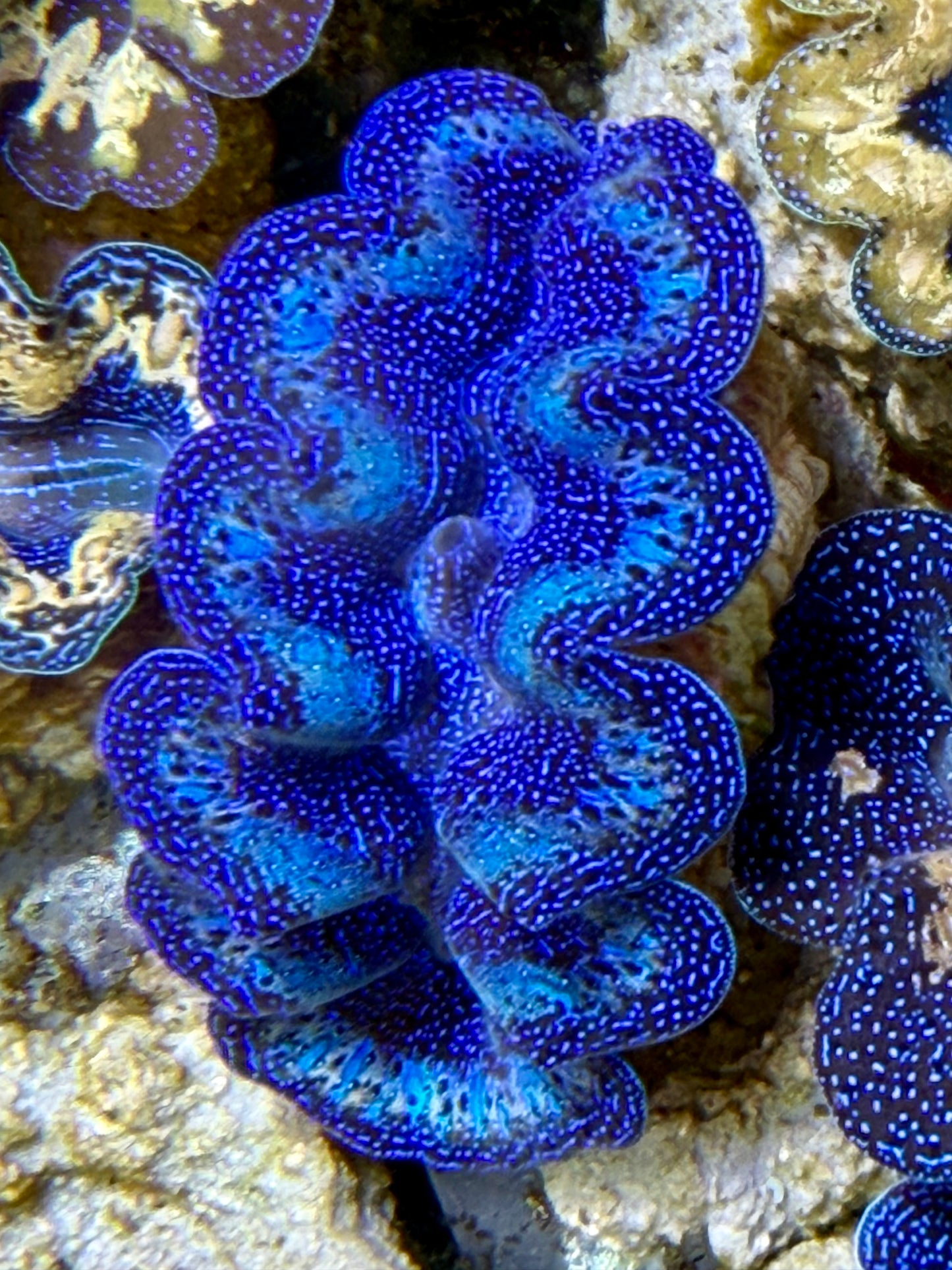 Ultra Rainbow Crocea Clam Captive Bred A