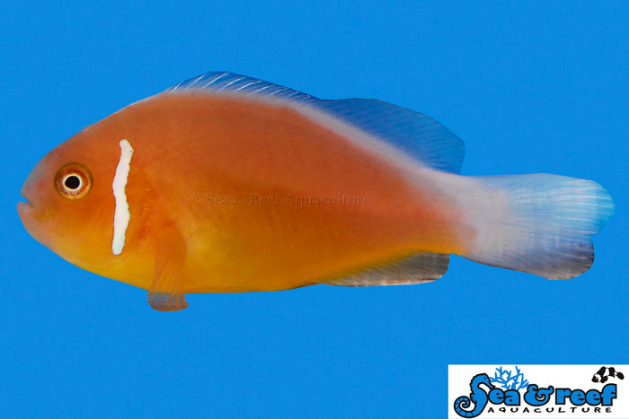 Fiji Pink Skunk Clownfish