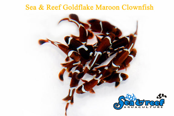Goldflake Maroon Clownfish