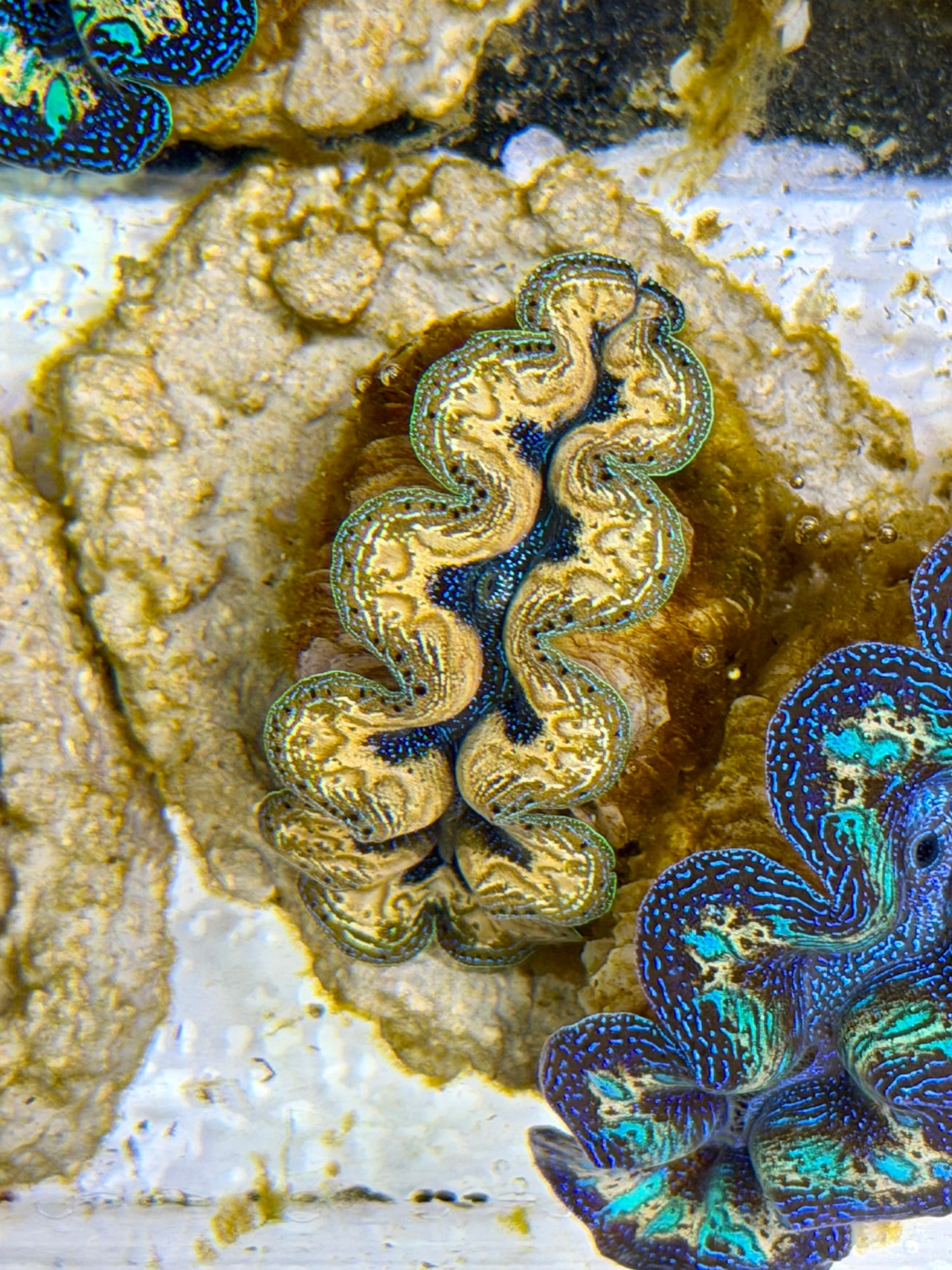 Ultra Yellow Gold Teardrop Crocea Clam Captive Bred B