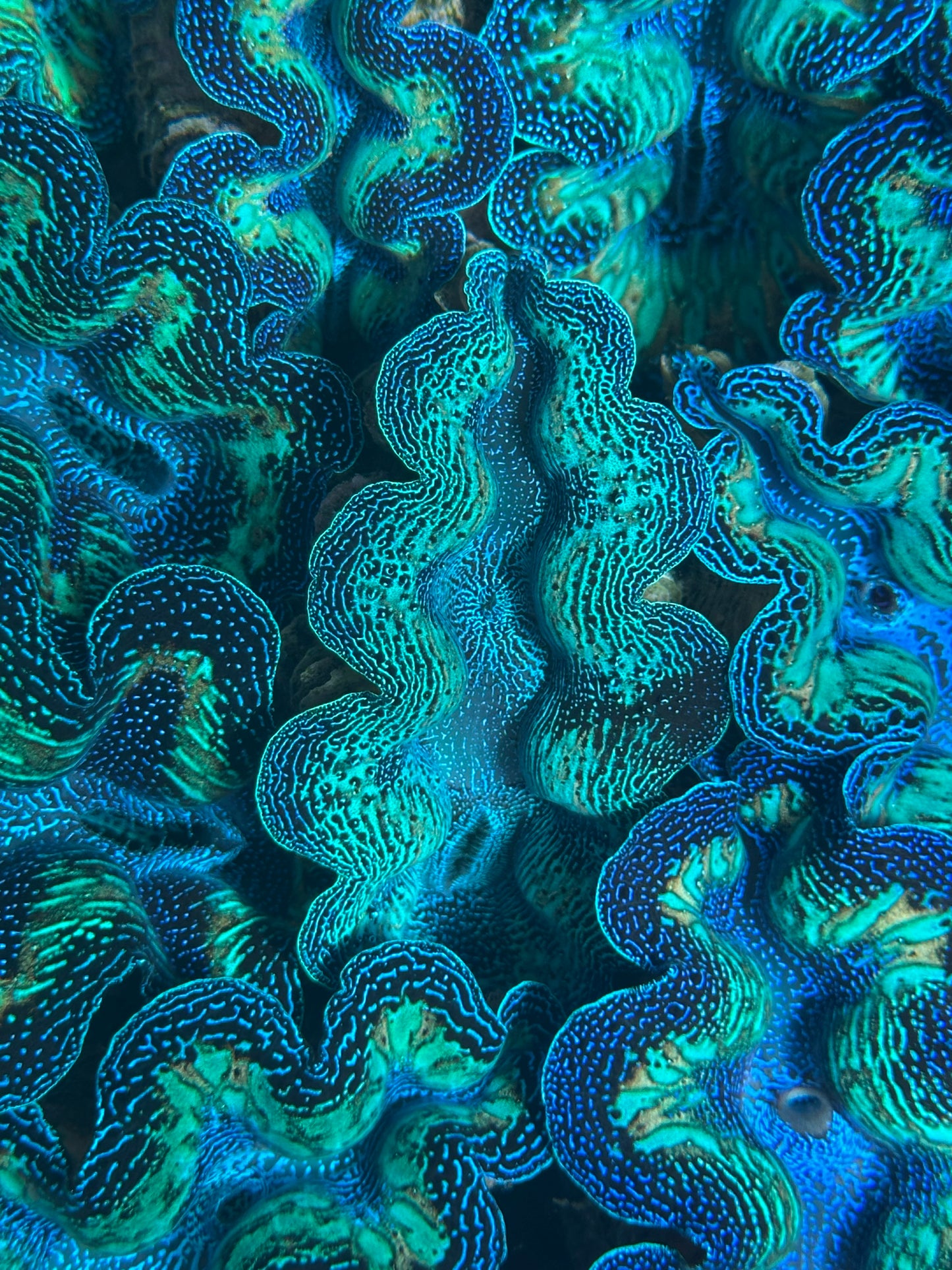 Crocea Rainbow