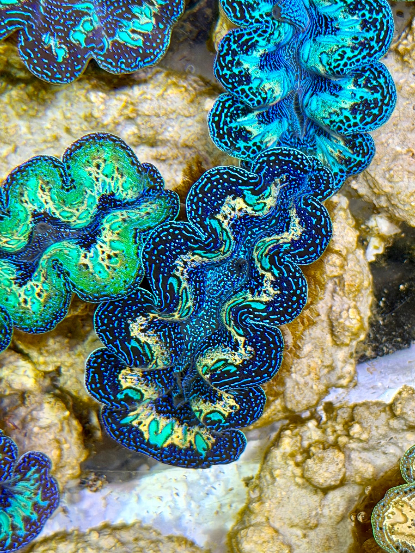 Ultra Extra Yellow Rainbow Crocea Clam Captive Bred B