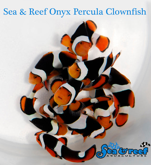 Onyx Percula (C-Quest line)