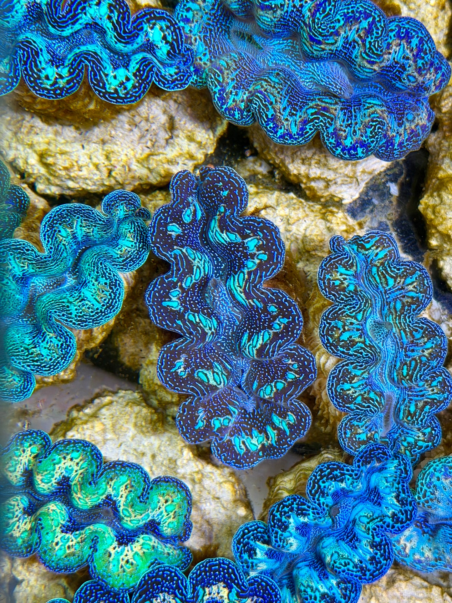 Ultra Black Rainbow Crocea Clam Captive Bred B