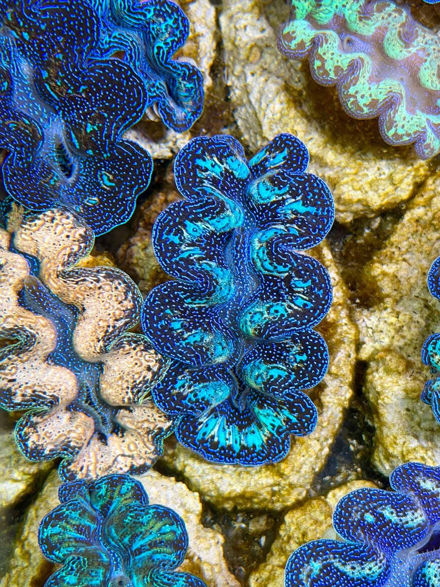 Ultra Rainbow Crocea Clam Captive Bred B