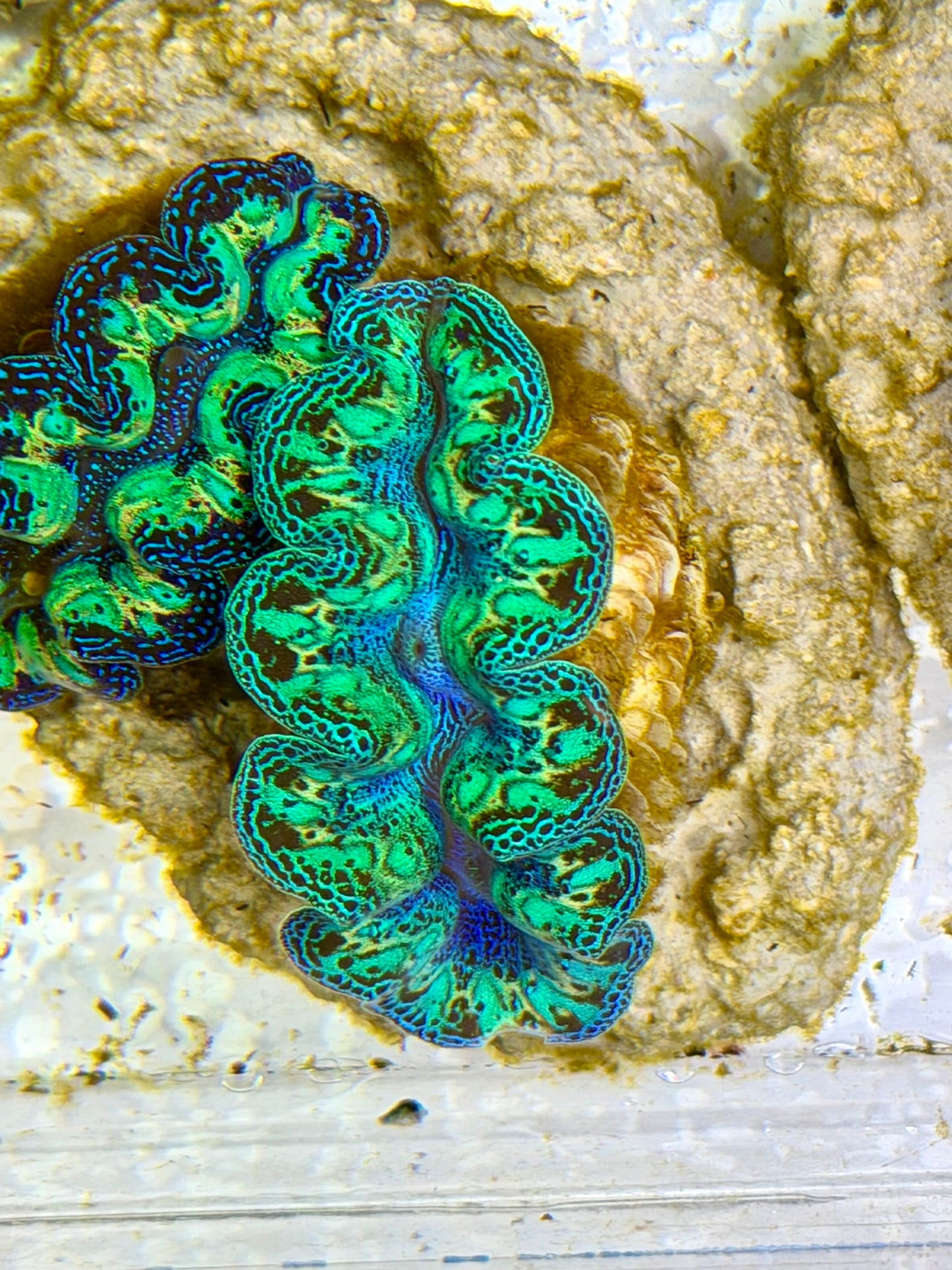 Ultra Rainbow Crocea Clam Captive Bred B