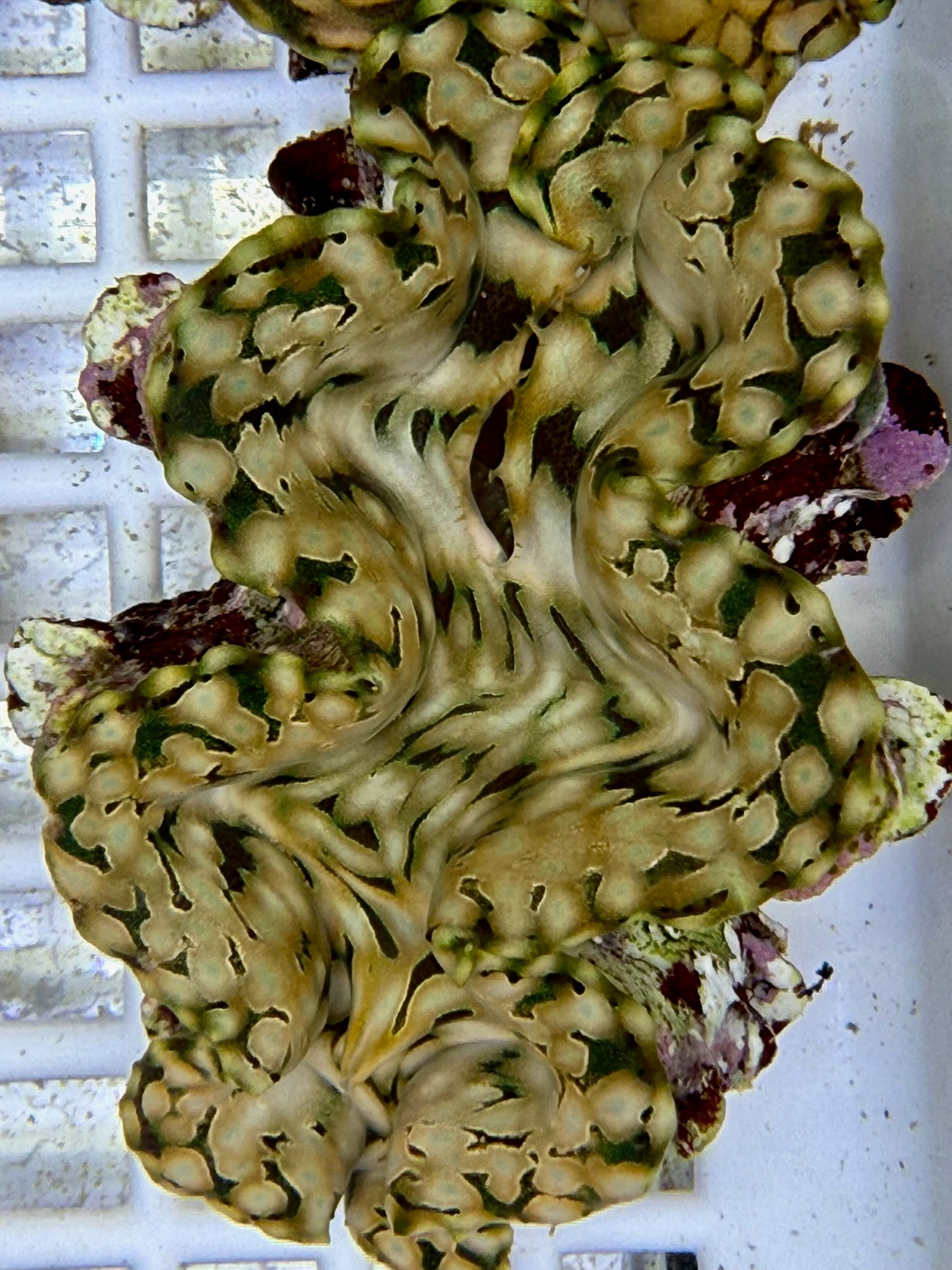 Squamosa B2 #7