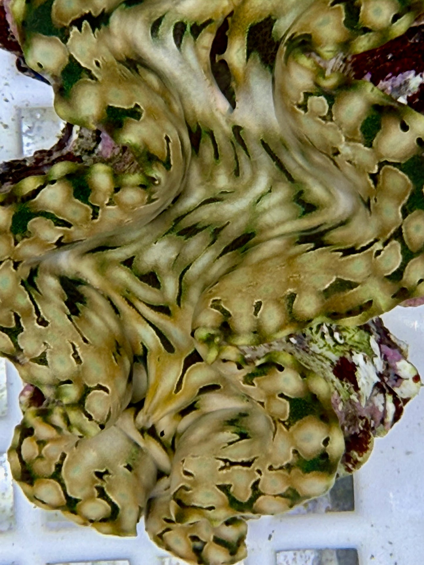 Squamosa B2 #7