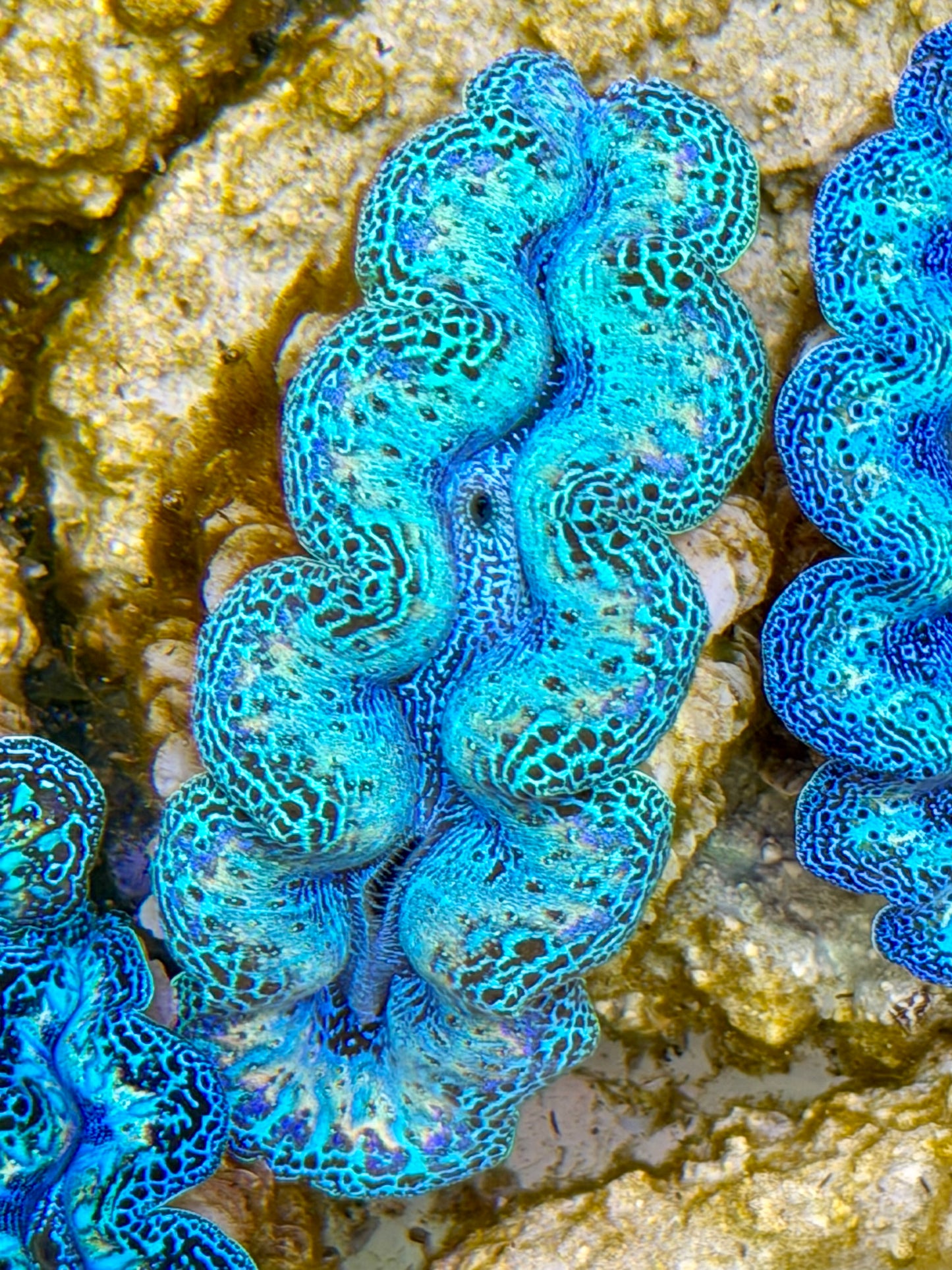 Ultra Rainbow Crocea Clam Captive Bred B