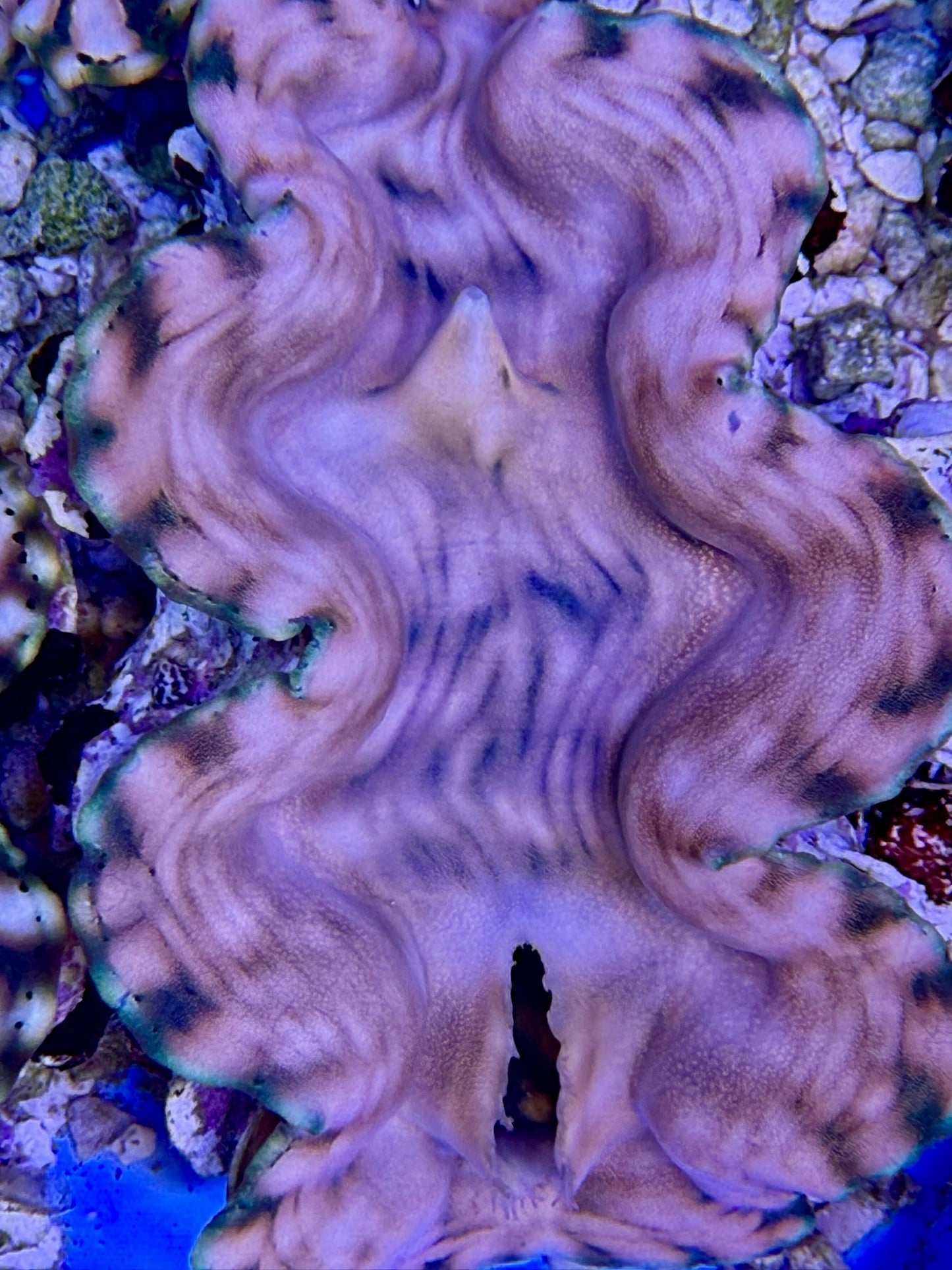Squamosa T3 #6