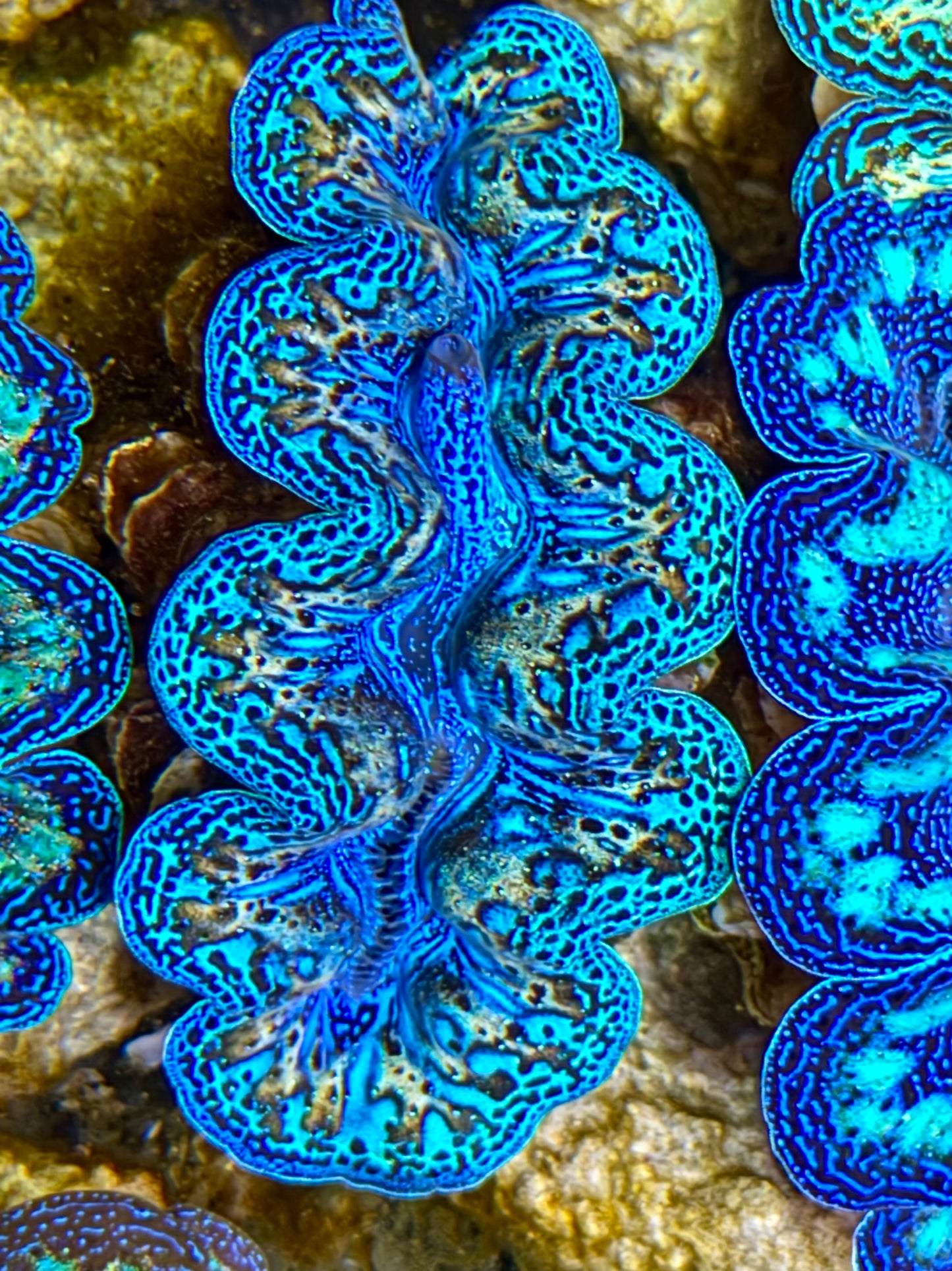 Ultra Rainbow Crocea Clam Captive Bred B