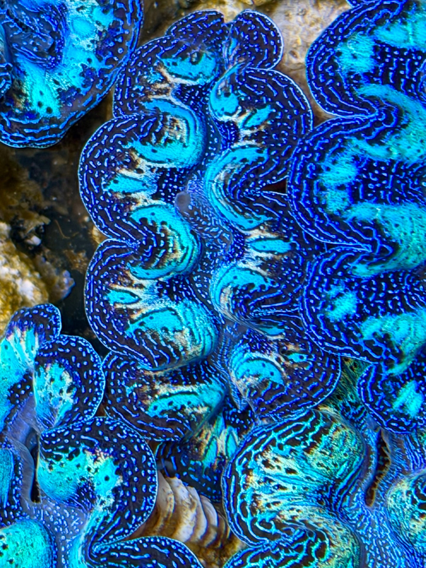 Ultra Rainbow Crocea Clam Captive Bred B